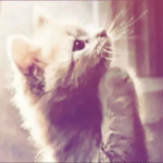 Cat CAT CATS CATS