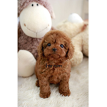 Coby00616