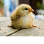 Protect The Chickens