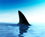 The Shark Group