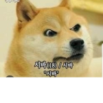 도지코인!!!!!