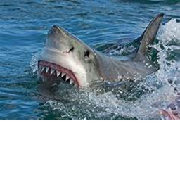 survie shark habitat