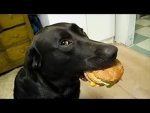 W dog pic:)