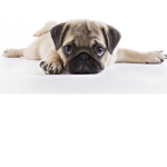 Pugz_squad