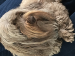Ultimate wonder dogs