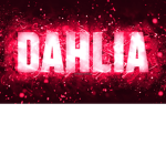 Dahlia fans