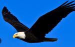 -<Woodland eagles!>-
