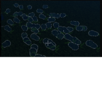 Smiling bobux