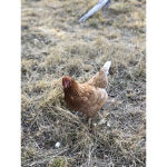 Chicken boysss and girlss