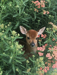 The Deers! :3