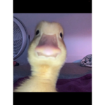 Rooooooobuxxxxxx grooooup