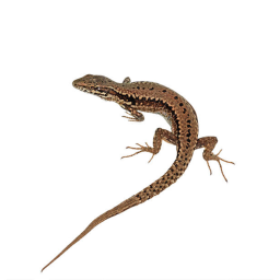 Lizard hangout