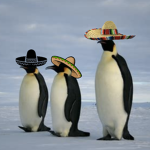 penguins with sombreros