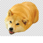 DOG MEME SUS