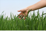 plstouchsomegrass