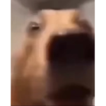 Coolppllol