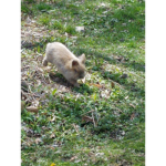 Bunniessssssss