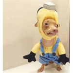 Sorry the minions are better then u.