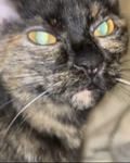 vynxz