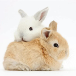 everybunnylovesus