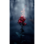 Offical Rose Group