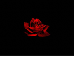 Why Roses?