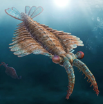 Anomalocaris Development