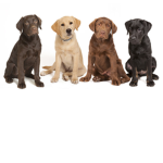I like dogs, do you?