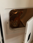 My cat is very very very very very very very good
