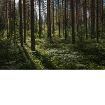 Forest of Kazakhstan