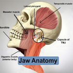 functionaljaw