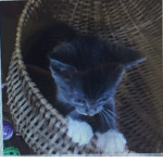 Super kittens to the rescue
