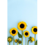 SunnyDaySunflower