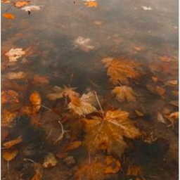 ⊹ ｡˚🍂 ˚｡⊹
