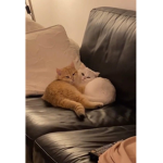 QUETIES