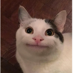 All type of Cats!
