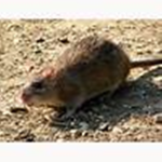 Rat raiders group