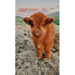 Chloe’s cows