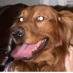 WOOFITY WOOF ARMY