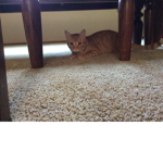 Cheeto the cat