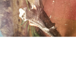 Beared dragon army!