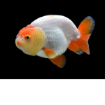 respect fish right now NOW