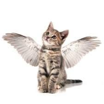 CATSR2COOLIO