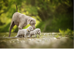 #wolfie #friends