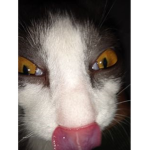 Kxxcvt