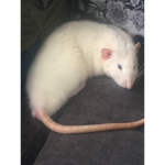 {+}Rat-Cult{+}