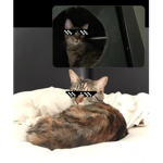 Fat cat official group