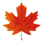 MapIe Leaf CIothing