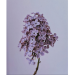 lilacs clothing <3
