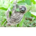 The #Sloths
